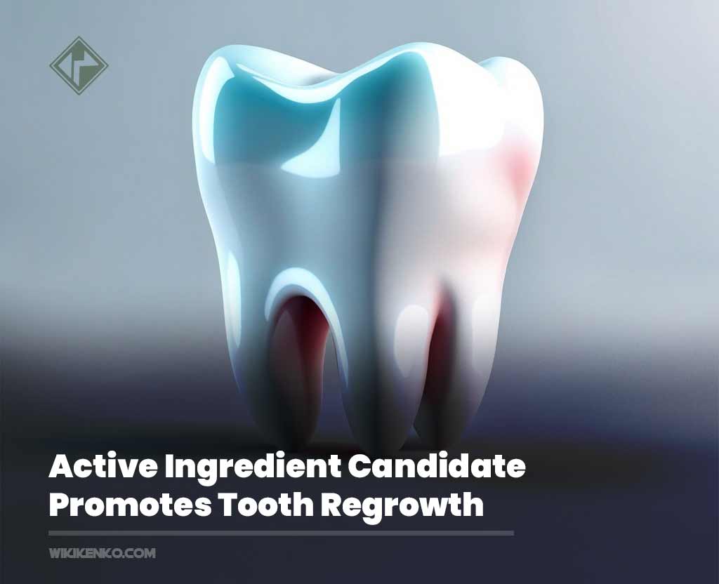 You are currently viewing Active Ingredient Candidate Promotes Tooth Regrowth