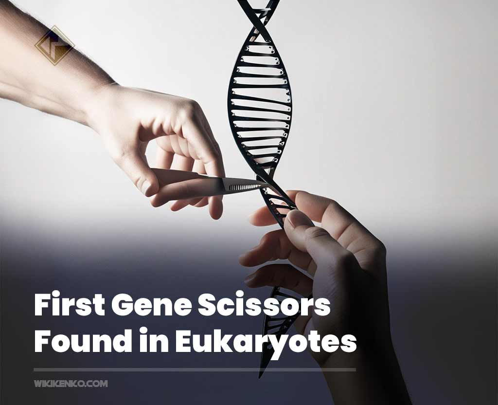 You are currently viewing First Gene Scissors Found in Eukaryotes