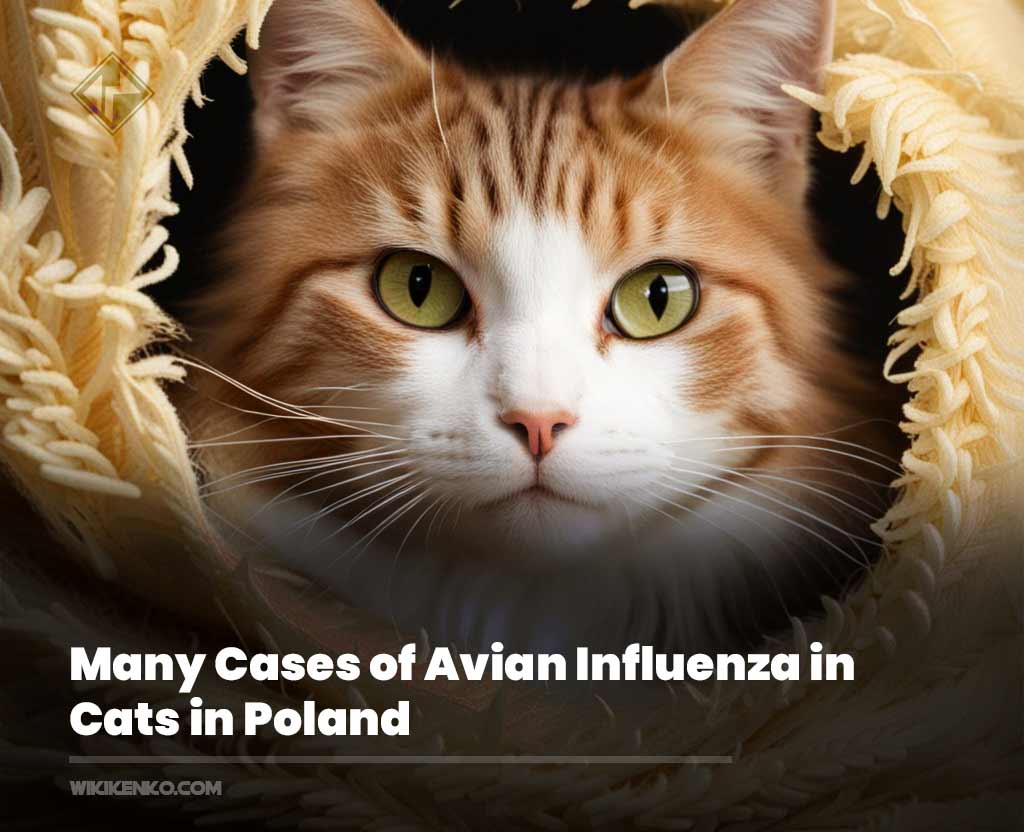 You are currently viewing Many Cases of Avian Influenza in Cats in Poland