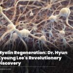 Myelin Regeneration: Dr. Hyun Kyoung Lee’s Revolutionary Discovery