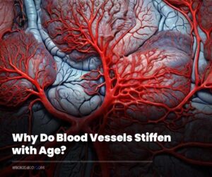 Why Do Blood Vessels Stiffen with Age? A Molecular Insight